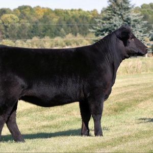 Meet your Posher, Carter